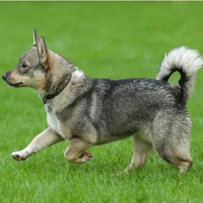 Swedish Vallhund Image