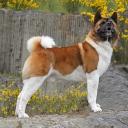 Akita Dog