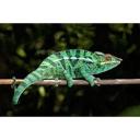 Panther Chameleon