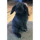 Holland Lop-1