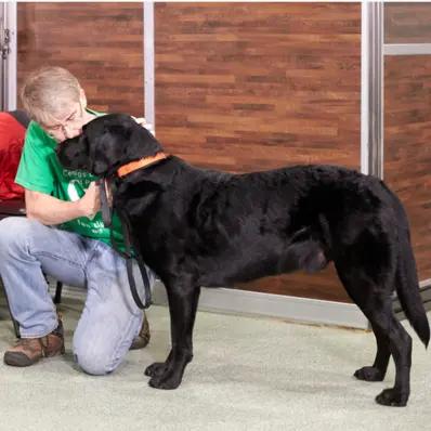 Therapy Dog Training Image