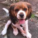 Beaglier Dog Breed