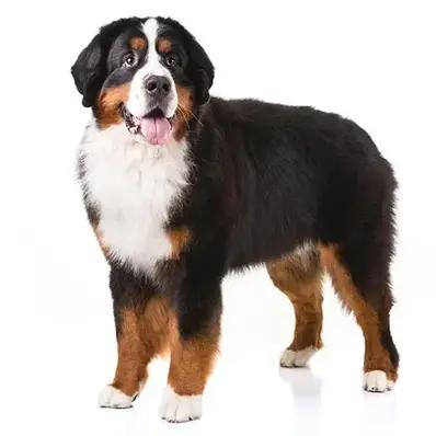 Bernese Mountain Dog Image