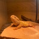 Rankin's Dragon-2