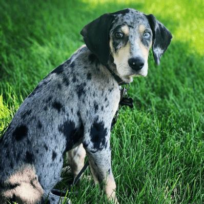 American Leopard Hound Image