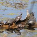 Bog Turtle-1