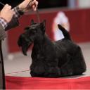 Scottish Terrier in Dog Show