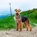 Airedale Terrier dog