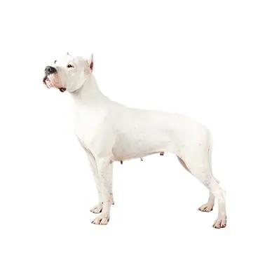 Dogo Argentino Image