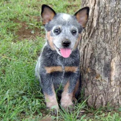 Australian Stumpy Tail Cattle Dog Image