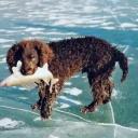 American Water Spaniel