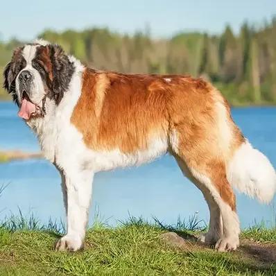 Saint Bernard Image