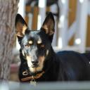 Australian Kelpie Dog Breed