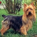 Australian Terrier Dog Breed