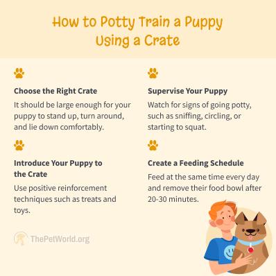 How To Potty Train A Puppy? Image