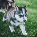 Siberian Husky Puppy