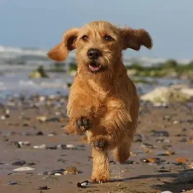 Basset Fauve de Bretagne Image