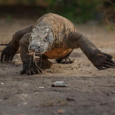 Komodo Dragon Image