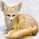 Fennec Fox-3