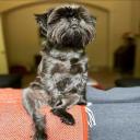 Affenpinscher dog