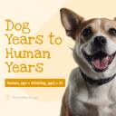 Dog Years to Human Years