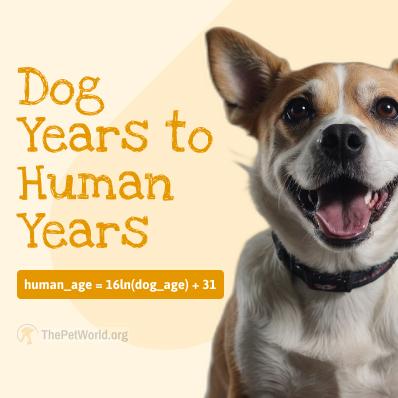 How To Calculate Dog Years To Human Years? Image