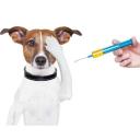 Dog Eye Health Issues-3