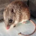 Spiny Mouse-3