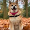 Shiba Inu Photo