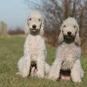 Two Bedlington Terriers