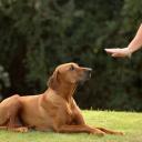 Deafness in Dogs-2