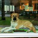 Anatolian Shepherd Dog Breed