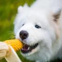 Can Dogs Eat Corn-1