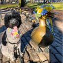 Sheepadoodle Dog Breed