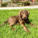 Chesapeake Bay Retriever Dog Breed