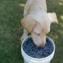 Can Dogs Eat Blueberries-1