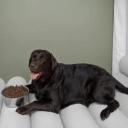 Is Purina Pro Plan a Good Dog Food-3