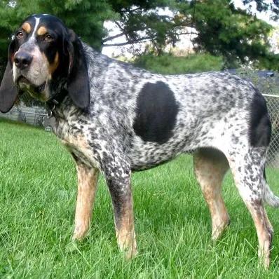 Bluetick Coonhound Image