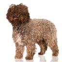 Spanish Water Dog