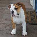 American Bulldog Breed