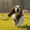 Basset Hound Dog Breed