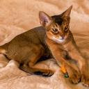 abyssinian cat-1