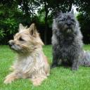 Two Cairn Terrier dogs