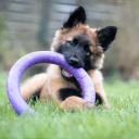 Belgian Tervuren Puppy