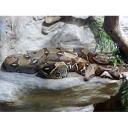 red tail boa-2