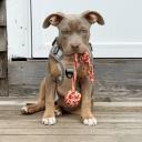 American Pit Bull Terrier Dog