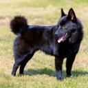 Schipperke