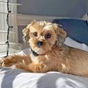 Shorkie dog breed