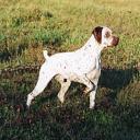 Braque du Bourbonnais Dog Breed