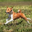 Basenji Dog Photo